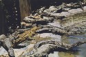 crocs2.jpg - 6771 Bytes