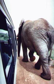 Ellie up close in Addo National Elephant Park