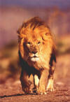 Lion coming