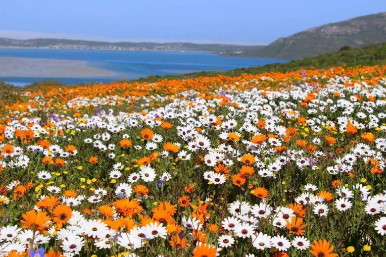 Flower Power: Your Guide To West Coast Flower Season | Travelstart Blog