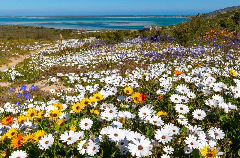 Blooming good show: The West Coast flower season is officially here